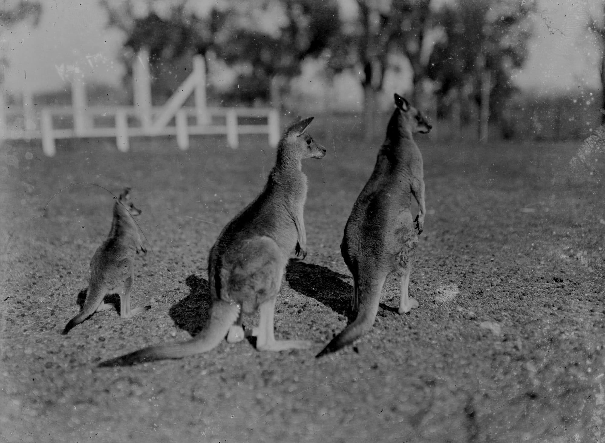 GATE 37: The Tribal Resin