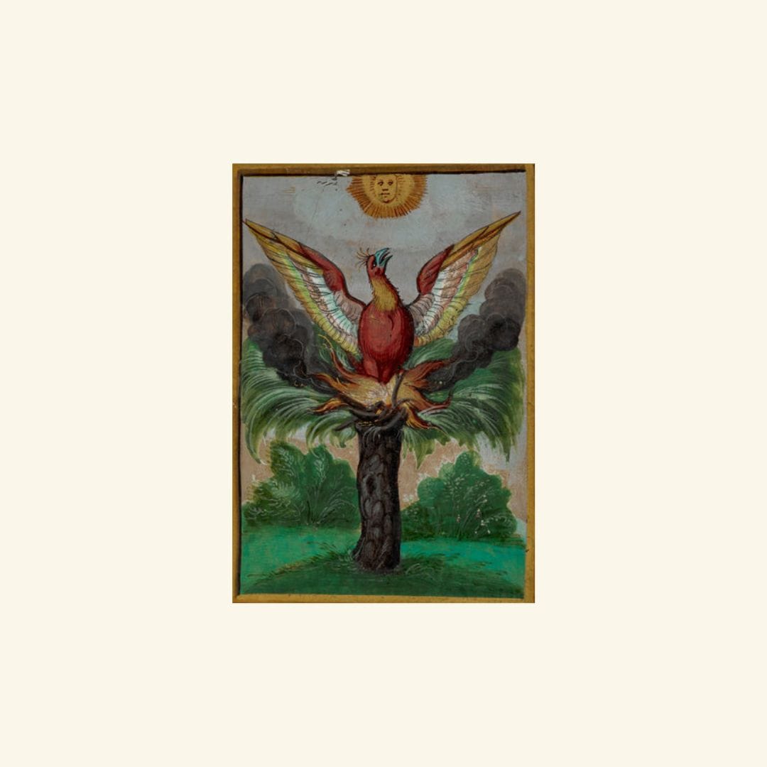 Description of the Phoenix